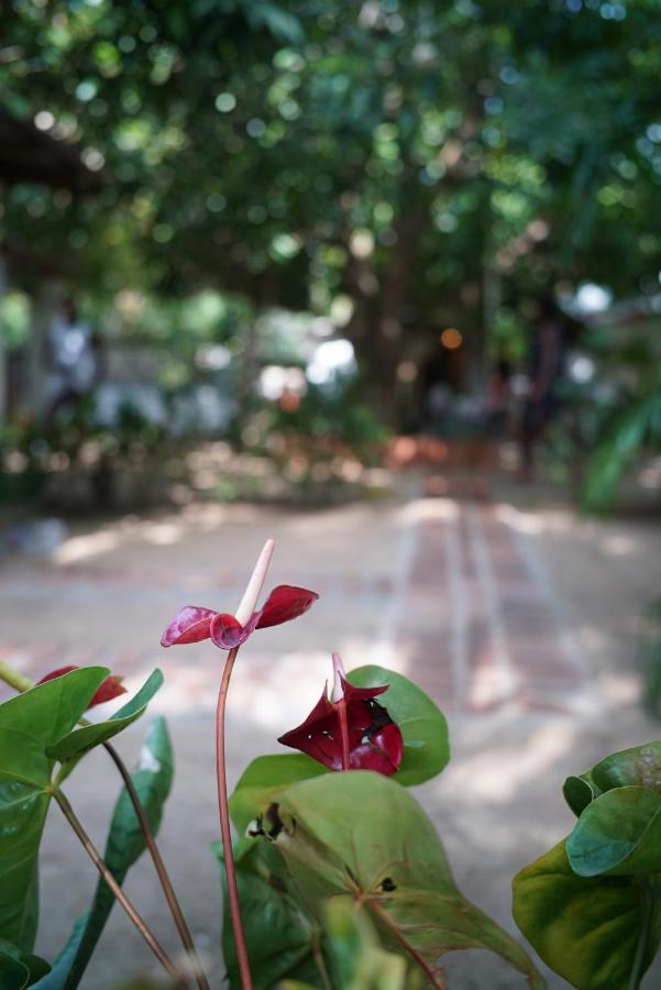 Salty Garden Arugambay Bed & Breakfast Arugam Kudah Eksteriør bilde